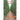 Vegetable Production in Greenhouses