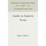 Guide to Eastern Ferns