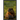 Burrowed Insights: Wisdom from the Groundhog