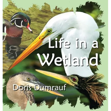 Life In A Wetland