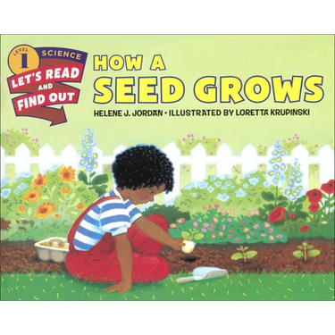 How a Seed Grows