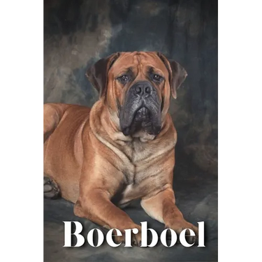 Boerboel: Dog breed overview and guide
