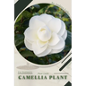 Camellia Plant: Plant Guide
