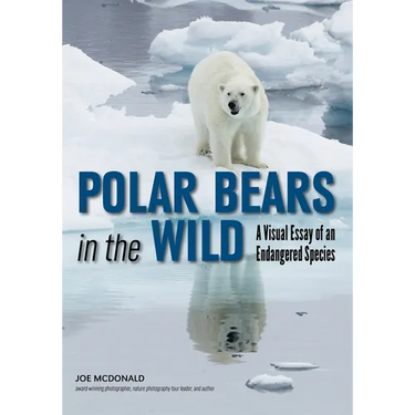 Polar Bears in the Wild: A Visual Essay of an Endangered Species