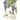 The plant and its ornamental applications