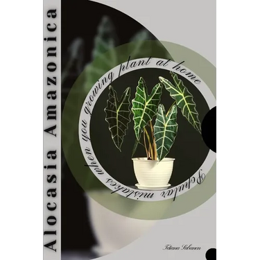 Alocasia Amazonica: Popular mistakes when you growing PLANT at home
