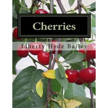 Cherries
