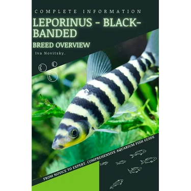 Leporinus - Black-banded: From Novice to Expert. Comprehensive Aquarium Fish Guide