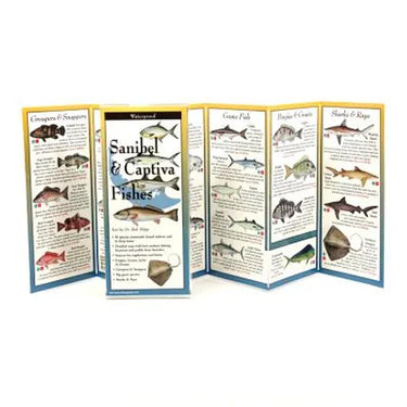 Sanibel & Captiva Fishes