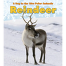 Reindeer