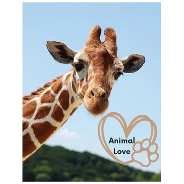 Animal Love: A picture book for Seniors with dementia or Alzheimer's patients. Cute photos of animals with uplifting quotes in large print.