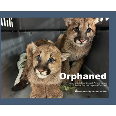 Orphaned: The Mountain Lion Cubs of Portola Valley: A Rescue Story of Hope and Survival