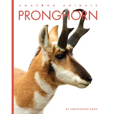 Pronghorn