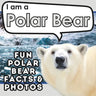 I am a Polar Bear: A Children's Book with Fun and Educational Animal Facts with Real Photos!