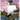 The Adventures of Alex the Pirate: Treasure Island