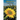 Prosilio: Toward the Sun