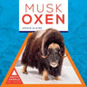 Musk Oxen