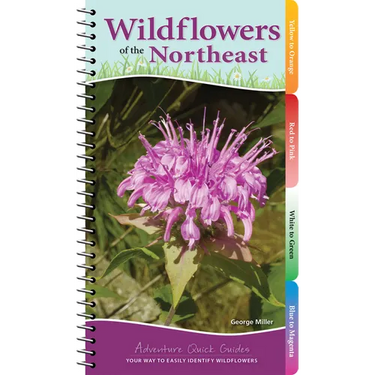 Wildflowers of the Northeast: Your Way to Easily Identify Wildflowers
