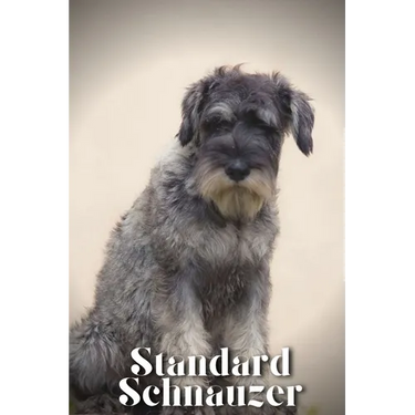 Standard Schnauzer: Dog breed overview and guide