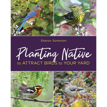 Planting Native to Attract Birds to Your Yard