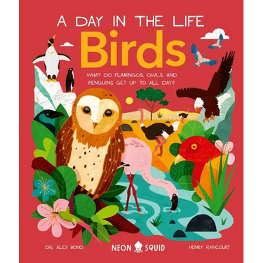 Birds (a Day in the Life): What Do Flamingos, Owls, and Penguins Get Up to All Day?