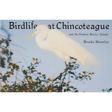 Birdlife at Chincoteague and the Virginia Barrier Islands