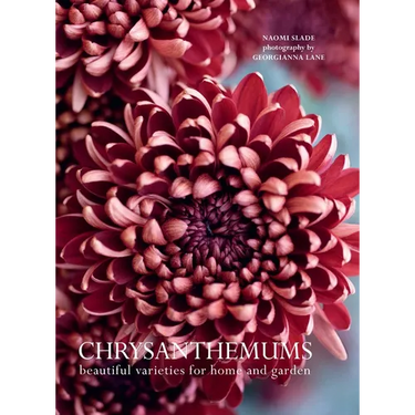 Chrysanthemums: Beautiful Varieties for Home and Garden
