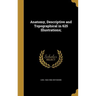 Anatomy, Descriptive and Topographical in 625 Illustrations;