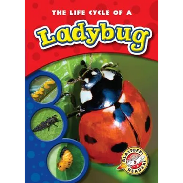 The Life Cycle of a Ladybug