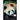 Pandas and Other Endangered Species: A Nonfiction Companion to Magic Tree House Merlin Mission #20: A Perfect Time for Pandas