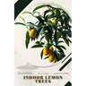 Indoor Lemon Trees: Plant Guide