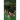 The Jungle God