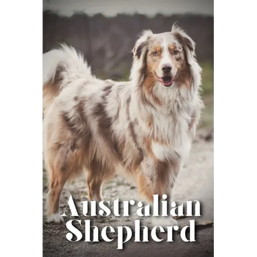 Australian Shepherd: How to train your dog and raise from puppy correctly