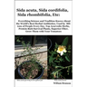 Sida acuta, Sida cordifolia, Sida rhombifolia, Etc.: Everything Science and Tradition Knows about the World's Best Herbal Antibiotics, Used by Million