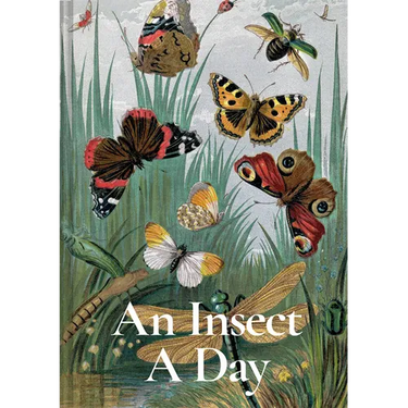 An Insect a Day