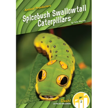 Spicebush Swallowtail Caterpillars
