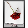 Rose Photo Book: Vibrant Collection Of Stunning Roses With 40 Images For Garden Lovers