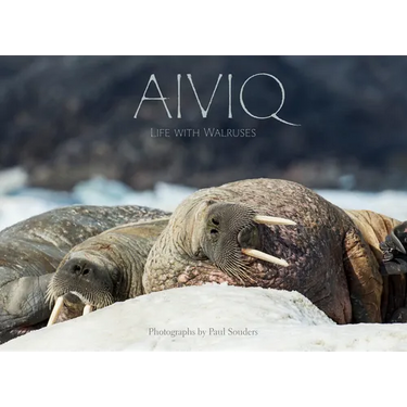 Aiviq: Life with Walruses