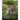 English Cottage Garden