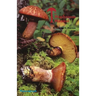 The Mushroom Manual