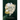 The Never Was