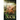 Clarity's Doom