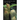 Bulbophyllums and Their Allies