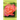 Rose Flower Essences: A New Guide to Natural Healing with 65 Remedies Made From The World's Most Beloved Flower