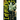 Immersions