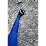 Blue Peacock: The Indian Peafowl or Blue Peafowl Is a Large and Brightly Colored Bird, Native to South Asia.