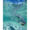 Fly Fishing for Bonefish