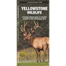 Yellowstone Wildlife: A Folding Pocket Guide to Familiar Animals of the Yellowstone Area