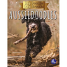 Aussiedoodles