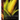 The Story of Corn